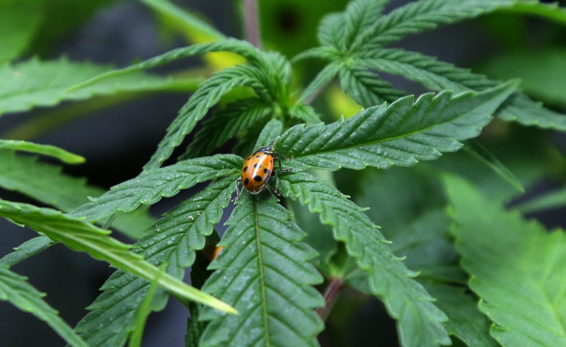 FILE - In this June 25, 2014 file photo, a ladybug crawls on a marijuana plant at Sea of Green Farms, a recreational pot grower in Seattle. Investors in a potential medical marijuana growing operation are trying to persuade a city council in the south-central Illinois  town of Effingham to reconsider a zoning request. They're offering up to $1 million to local schools over 10 years to show they're serious about helping the community. (AP Photo/Ted S. Warren, File)